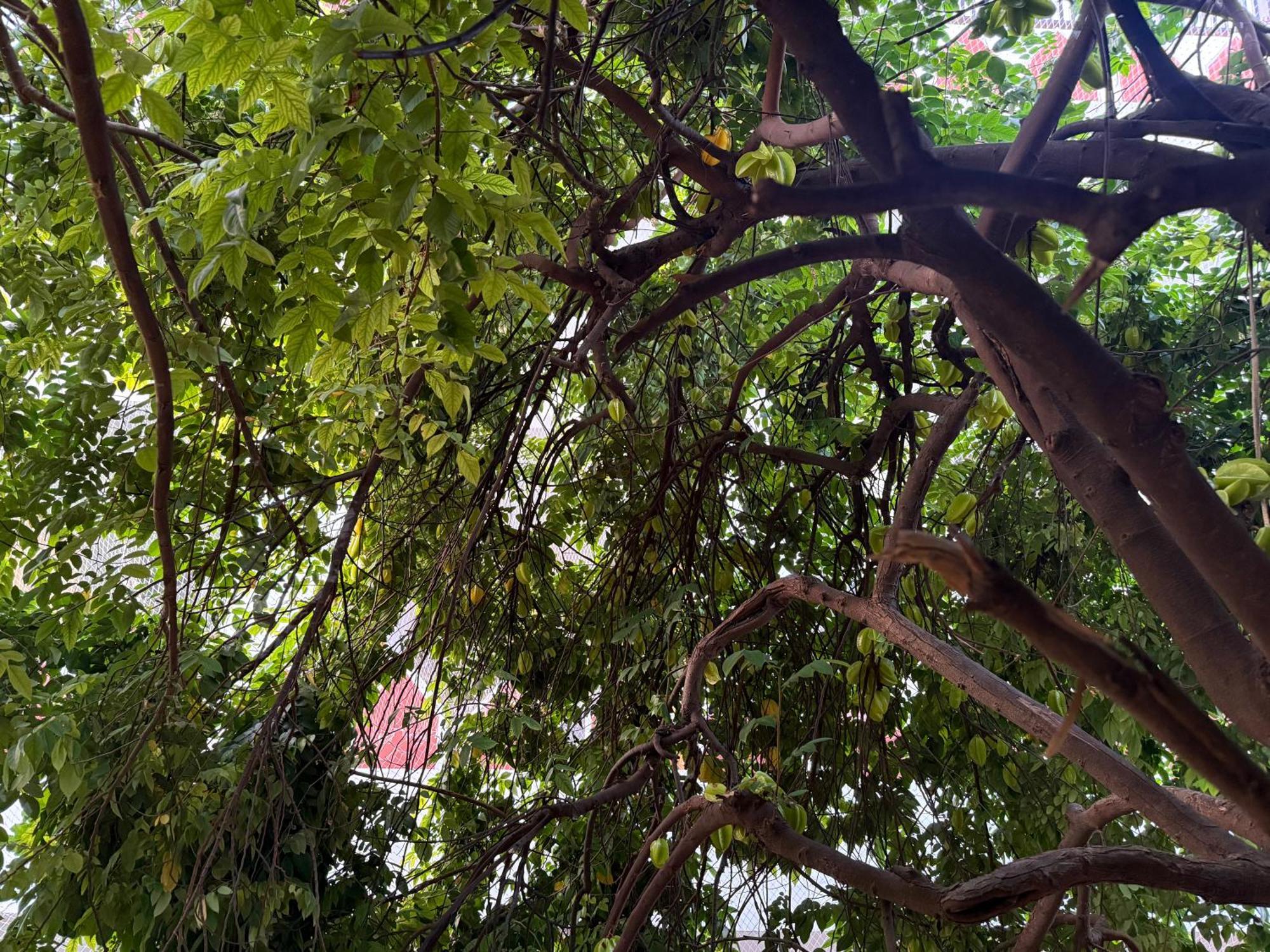 Hotel Green Heaven Resort Pushkar Extérieur photo